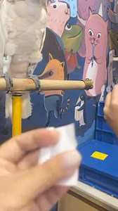 Little ZOO cafe on Reels