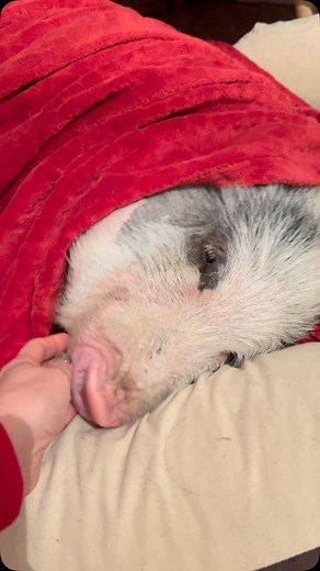 Quando piove ☔️ non ci resta che rimanere sotto alle coperte e attendere che smetta ♥️. Ah no, io devo andare a scuola…riformulo il pensiero…quando piove ☔️ a Teo 🐷, il fortunato 👑, non resta che rimanere sotto alle coperte e attendere che smetta. Buongiorno a tutti…anche a chi non potrà rimanere a letto 🙈 #amicomio❤️ #quandopiove #buongiorno #maialino #minipig #veganfortheanimals | La Collina dei Ciuchini