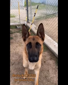 4.2K views · 148 reactions | "Marley got my attention when she was...