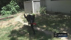 Dirty job: Dog pooper scooper not afrain of a little sun