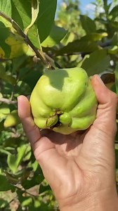 568K views · 10K reactions | Panen berbagai jenis buah jambu | Een Beana | Facebook