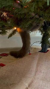 We'll light a log of generous girth For winter comfort, and the mirth Of healthy children you shall see About a sparkling Christmas tree. #magicalchristmas ❣️🎀❣️🎀❣️🎀❣️🎀❣️🎀❣️🎀❣️ | Magical Christmas