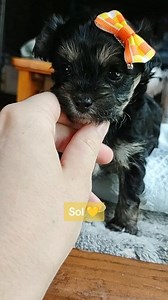 Sol ☀️💕 #koreanmaltipoo #maltipoo #cutepuppy #teddybearpuppy #playfulpuppy | Seeking Shalom Acres Maltese, Havanese, Havamalts, & Maltipoos