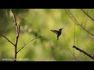 Hummingbird eating bugs