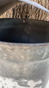 4.5K views | Are you ready? Get your maple sugaring supplies now so you’re set up for success when the sap starts to run! #westlebanonfeedandsupply #uppervalleyvtnh #maplesugaring | West Lebanon Feed & Supply | Facebook