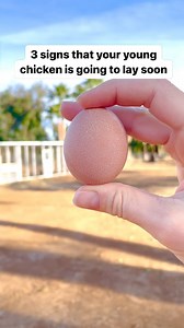 20K views · 1.3K reactions | Are you waiting for that 1st egg to drop...
