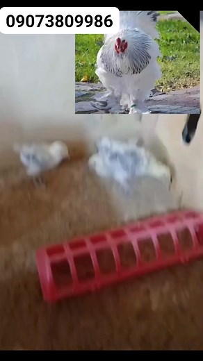 36K views · 525 reactions | Light brama #reelsviral #usareels #rurallife #wolf #organicfarming #women #usa #germany #workout #africanfarming | Umar Mazad Isah | Facebook