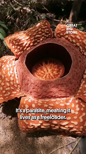 Growing the world's largest flower 🌺😯 #Flower #Plant #Rafflesia | Great Big Story