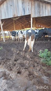 Ela ficou assim depois de um parto de gêmeos, faz 4 anos isso. Não tem como mandar ela pra abate, onde que essa vaca vai conseguir subir e descer a rampa da balança e pior ainda, como que ela vai aguentar se equilibrar dentro de um caminhão. É certo que ela cai. A continha ela paga com leite e eu vo levando assim, quando não der mais, é eutanásia. | Diário de uma produtora de leite