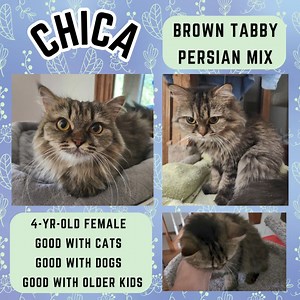 2.6K views · 105 reactions | ADOPTION PENDING CHICA CHICA is a 3...