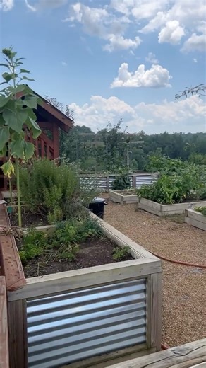 2.6K views · 68 reactions | Gardens at Roaring River Vineyards. Beautiful raised beds, huge sunflowers! Wilkes NC Tourism Blue Ridge National Heritage Area #blueridgecrafttrails DK Communications Group Janet Balcom Consulting | Cookin' Cuttin' Up and Ceepin' it Real | Facebook