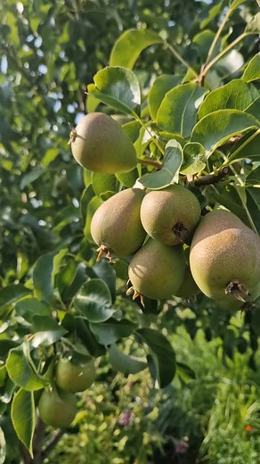 🍐🍏🍎🌸 Hedelmiä ja kukkia😊. Tämän vuoden omenasato jäi pieneksi. Päärynäpuu alkaa olla sato-ikäinen ja nyt tulee jonkin verran jo päärynöitä. Elokuun iloja. #hedelmäpuut #omenasato #säleikköpuut #päärynäpuu #elokuunkukat #elokuunpuutarha #kurikka #tripuusenpuutarha | Päivi Aronen