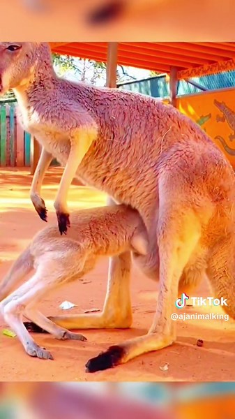 Adorable Piglet or Cute Baby? Wholesome Animal Moments