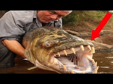 World's Most Terrifying Fish