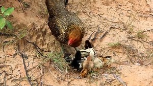The mother hen is determined to protect her chicks from the evil falcon | Skill Amazing Make Guns | Facebook