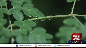 1.5K views · 105 reactions | Health - Awami Awaz on Reels | Facebook