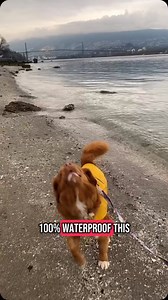 Come with us as we try out the Tofino Rain Jacket in Vancouver. The jacket is 100% waterproof ideal for the wet weather of the west coast or any city across Canada in the spring. ✅ XS to XL sizes ✅ Fully adjustable ✅ Available in blue and yellow ✅ Easily washable ✅ 100% waterproof and puddle proof #rockymountaindog #dograincoat | Rockymountaindog