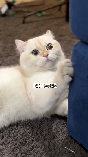 Looks like we’re getting goldfish number 5 #catproblems #fail #cutedogs | Hammy & Olivia