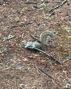 Who needs store-bought toys when a sturdy tree branch does the trick? 🌿🐾✨ | Animal Lovers