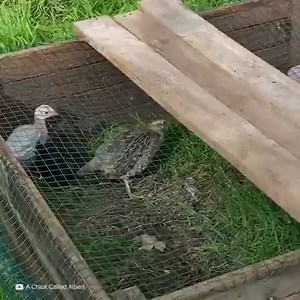 7.6K views · 96 reactions | Après qu’un renard ait attaqué son poulailler, surpris, cet homme l’a enfermé dans un abri. Mais son intention n’était pas de lui faire du mal ; au contraire, il avait une idée pour le libérer. | Social | Facebook