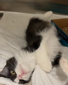 PAWS Chicago on Reels