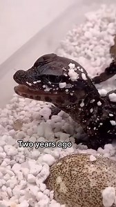 Dwarf caiman growing before our eyes ! 🐊 #caiman #crocodile #exoticpets #animalsoftiktok #viral #petlove #zoo #zookeeper #animallove #petlove #pet | Tango Thedwarf Caiman