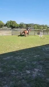 Shaq | PA Racehorse Rehoming