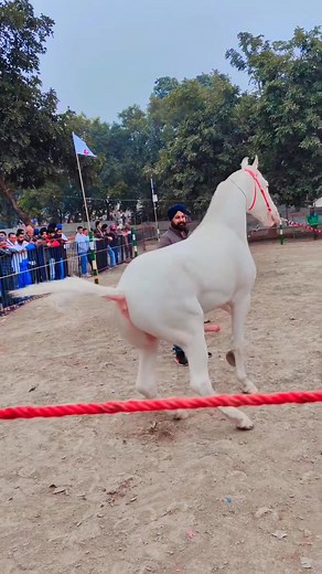 Top quality russian horse ❣️ #horse #horses #horseriding #horseracing #horsepower #horselover #horsebackriding #horselife #horsesofinstagram #HorseVideos #HorseFun #HorseFails #HorsebackRide #HorseJumping #EquestrianLife #EquinePhotography #HorsebackRiding #EquestrianStyle #HorseLover Arabian Horse Times World Horse Racing | Horse Lover