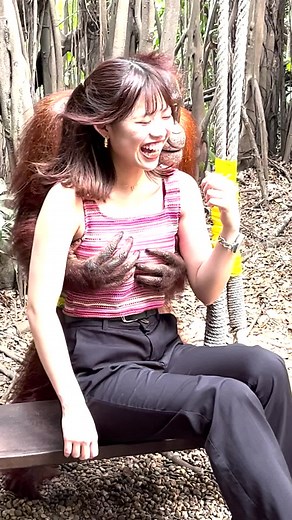Orangutan goes for woman's chest 😂