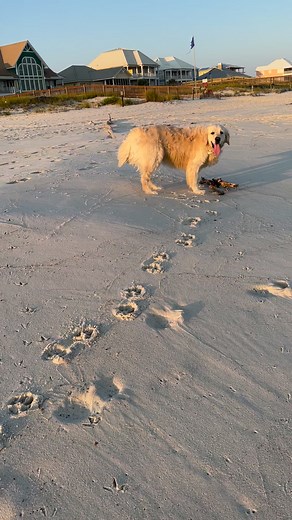 #beach ##wild #beach #bubba #bubbacini #goldenretrieverpuppy #goldenretriever #goldens #goldendoodlesofinstagram #dog #dogs #dogsofinstagram #dogstagram #dogslife #dogsofinsta #bestboy #myboy #dogoftheday | Along Came Polly, Rosie and Bubba