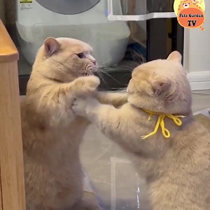 Cute short legs 😸 | Cats So Cute