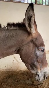 The Gambia Horse and Donkey Trust on Reels | Facebook