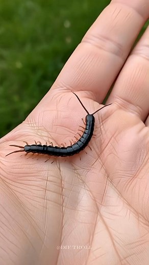 662K views · 2.9K reactions | Incredible Animal Transformation ! #fblifestyle | DIF Troll | Facebook