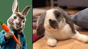 29K views · 1.6K reactions | Peter Rabbit and Bini the Bunny. *Don’t miss the Peter Rabbit Bunny Bowl This Sunday! Peter Rabbit Movie #PeterRabbitMovie #BiniTheBunny | Bini the Bunny | Facebook