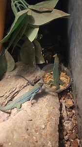 Podarcis sicula paulae juveniles at work | The Frog Whisperer