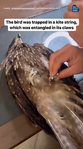 18K views · 41 reactions | Kite flying is a beloved Indian tradition,...