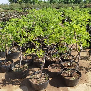 [Hot Item] High Quality Jujube Mauritiana Fruit Seedings Ziziphus Jujuba