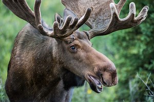 Isle Royale trail cam offers up-close view of curious moose
