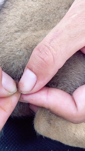 Dog lice😨😨#foryou #lice