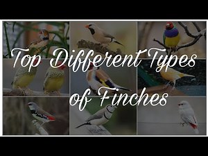 Finches-Types of finches -Exotic finches in World