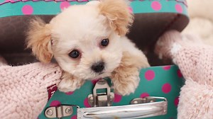 79K views · 4.6K reactions | ALERT: Adorable tiny dogs! | Seventeen | Facebook
