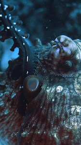 How do octopuses mate? 🎥 : @beaufort_photography ✍️ : OctoNation The male day octopus (Octopus cyanea) most commonly mates in a distance position. Meaning that, at a distance, he'll extend his third right arm known as the hectocotylus (sex arm) into the opening of the female's mantle cavity. 🐙➰➰🐙 📚 The name hectocotylus was coined in 1829 by French naturalist and zoologist Georges Cuvier, who first found one of them embedded in the mantle of a female argonaut (paper nautilus). 🪱 Assuming it