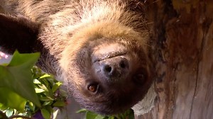 20K views · 1.2K reactions | Two adult sloths from South America's...
