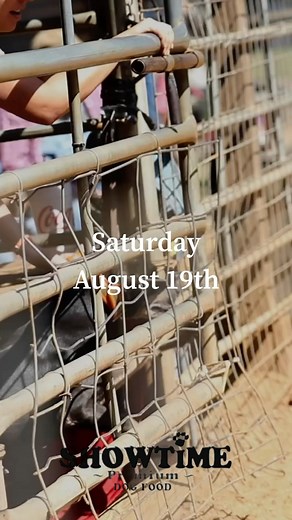 You won’t have a better time anywhere else, I guarantee it. - Hog baying is not a blood sport. It is an art. Teeth are dubbed on the hogs to protect the dogs while the dogs are disqualified for “catching” to protect the hogs. Dogs are much more likely to get hurt at a local dog park than a baying. No most of them are not woods dogs, but most of them would be entirely capable of being woods dogs if that’s what they were started on. Before you hate it, just come watch. - #hunting #hoghunting #hogd
