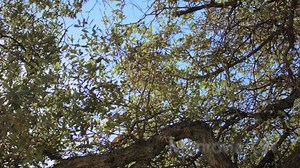 A Vision for Empowering Women in Ministry | InterVarsity Press