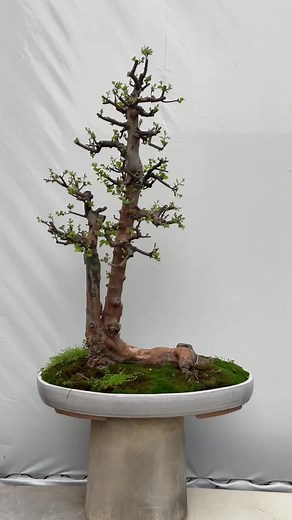 Sweet plum | Hong Kong Bonsai Pots