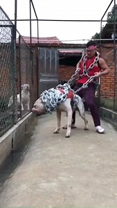 Os 5 Cachorros mais perigosos do mundo | Zona do Animal