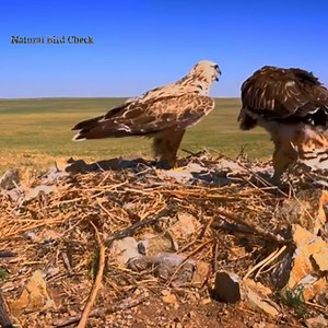 1.7K views · 41 reactions | The competition for food among eagles is becoming increasingly fierce | Natural Bird Check | Facebook