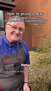 How to prune a acer #garden #gardening #acer #acerpalmatum #tree #plants #plantlover #plantsmakepeoplehappy #plantsofinstagram | Dave The Plantman