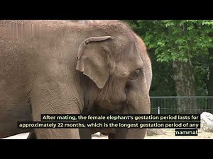 Elephant part 2 - allkeys the wild life ("elephant reproduction")
